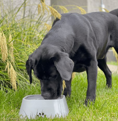 Elevated No-Spill Water Bowl