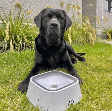 Elevated No-Spill Water Bowl